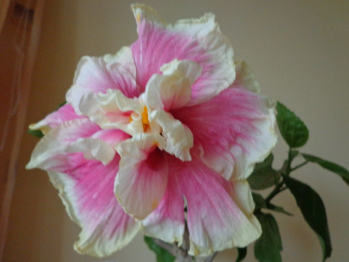 DSC08424