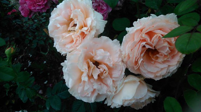 DSC_1131 - TRANDAFIRI 2015 II