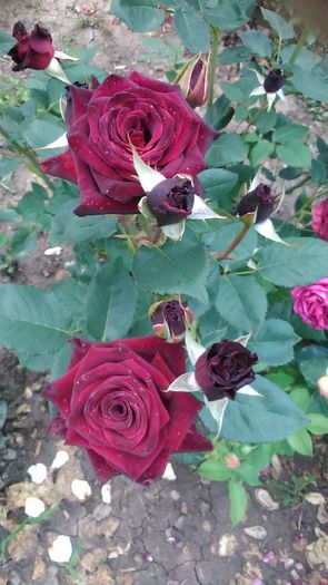 DSC_1132 - TRANDAFIRI 2015 II