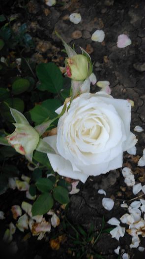 DSC_1134 - TRANDAFIRI 2015 II