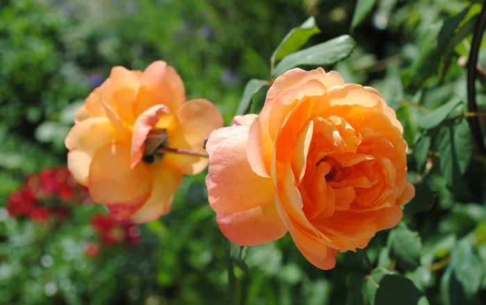 Lady Emma Hamilton