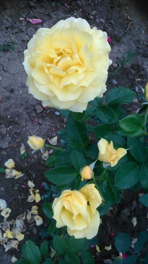 DSC_1138 - TRANDAFIRI 2015 II