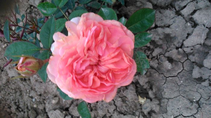 DSC_1140 - TRANDAFIRI 2015 II