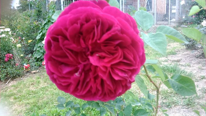 DSC_1141 - TRANDAFIRI 2015 II