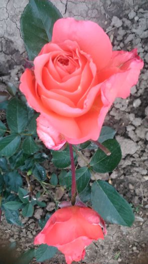 DSC_1142 - TRANDAFIRI 2015 II