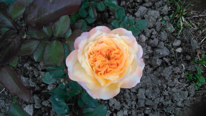 DSC_1143 - TRANDAFIRI 2015 II