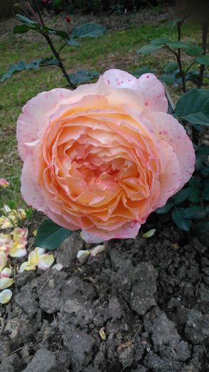 DSC_1144 - TRANDAFIRI 2015 II