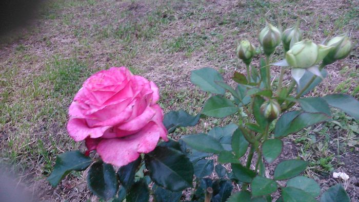 DSC_1145 - TRANDAFIRI 2015 II