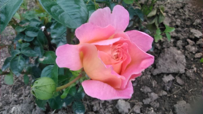 DSC_1146 - TRANDAFIRI 2015 II