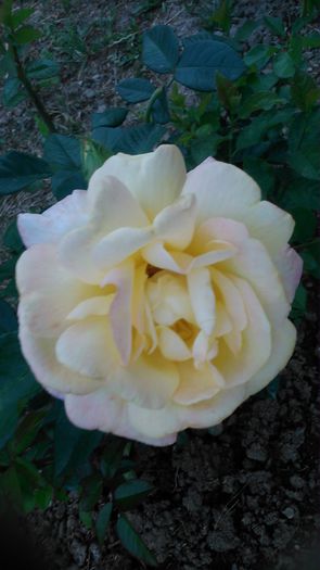 DSC_1147 - TRANDAFIRI 2015 II