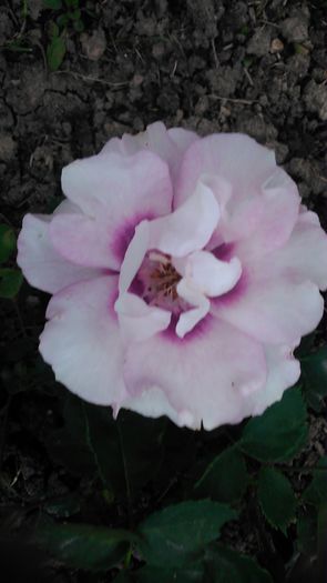 DSC_1148 - TRANDAFIRI 2015 II