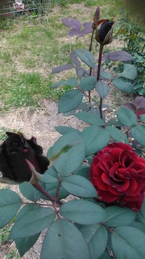 DSC_1154 - TRANDAFIRI 2015 II