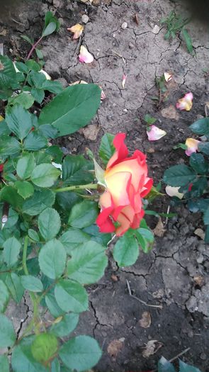 DSC_1155 - TRANDAFIRI 2015 II