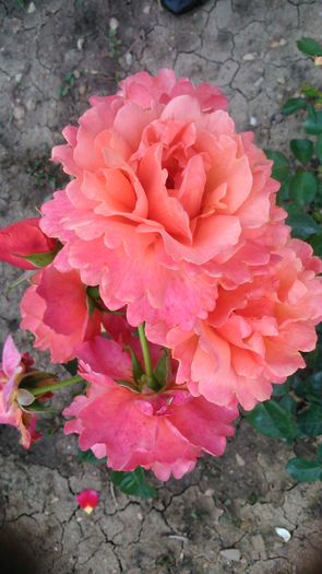 DSC_1156 - TRANDAFIRI 2015 II