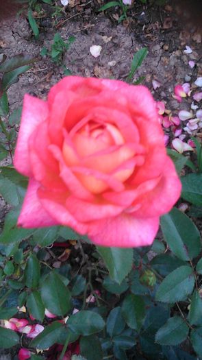 DSC_1157 - TRANDAFIRI 2015 II