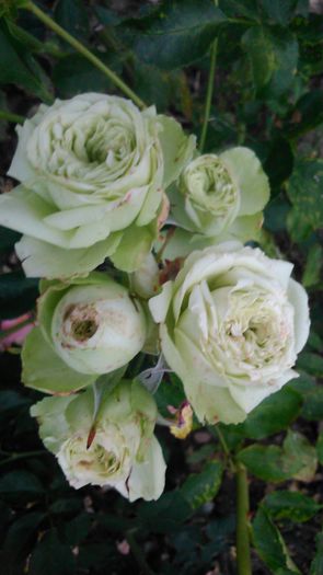 DSC_1158 - TRANDAFIRI 2015 II