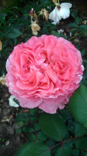 DSC_1161 - TRANDAFIRI 2015 II