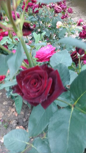 DSC_1163 - TRANDAFIRI 2015 II