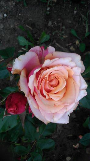 DSC_1165 - TRANDAFIRI 2015 II