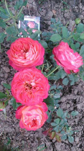 DSC_1129 - TRANDAFIRI 2015 II