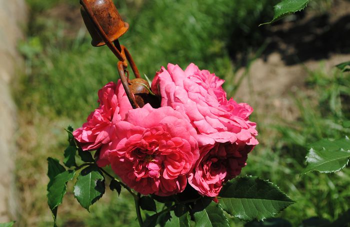 Rosarium Uetersen