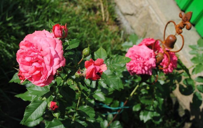 Rosarium Uetersen