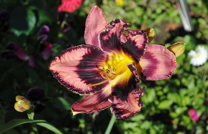 24 06,hemerocallis exotic-treasure :))); o frumusete!!! poza-i facuta pe la ora 8 dimineata.. nici n-am asteptat sa se mai deschida..
