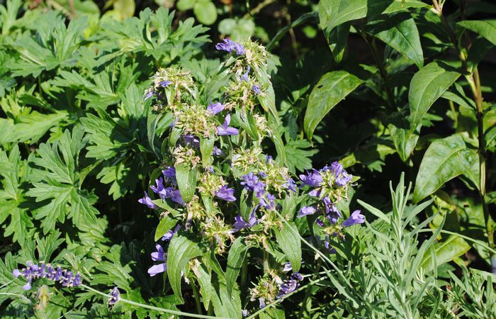 cum se curata campanula?; as vrea sa infloreasca a doua oara...
