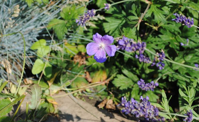geranium him baby blue