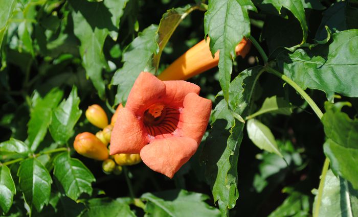 pipa turcului( campsis radicans)