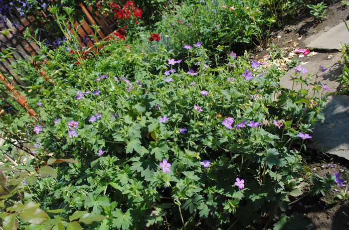 geranium vlassovianum, o tufa imensa:))