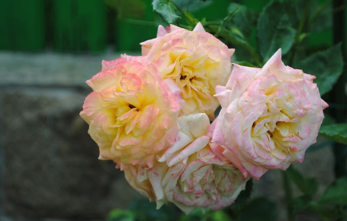 25 iunie, gartenspass_kordes