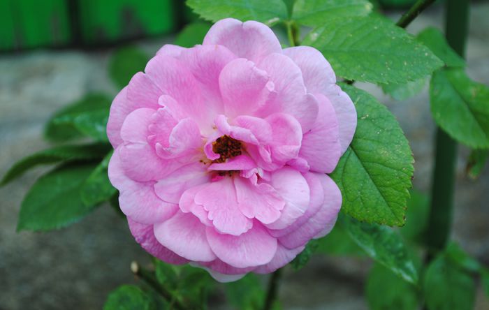 Gertrude Jekyll