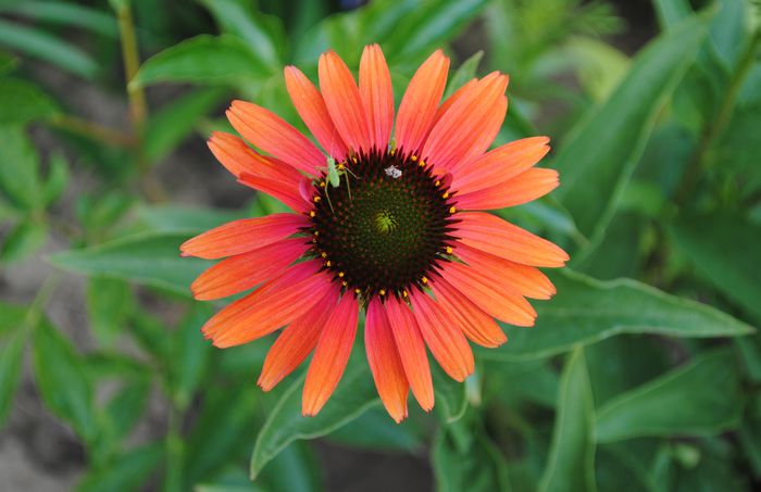 Echinacea Hot Lava
