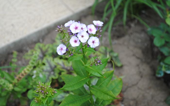 phlox etoille de paris, nu cred :((; seamana cu phlox Graf Zeppelin..
