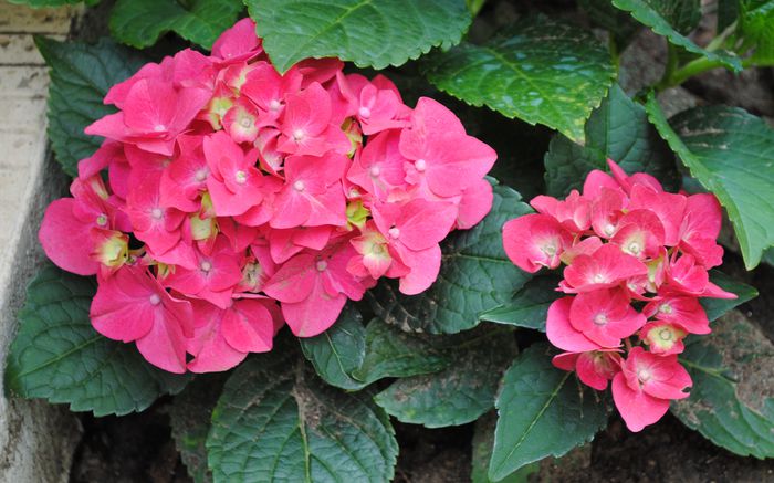 hortensie hot red, in realitare e mai colorata..; rosu aprins- ciclam, superba :)))

