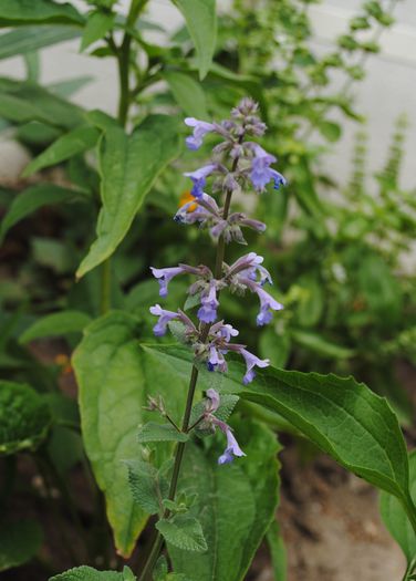 nepeta little tich