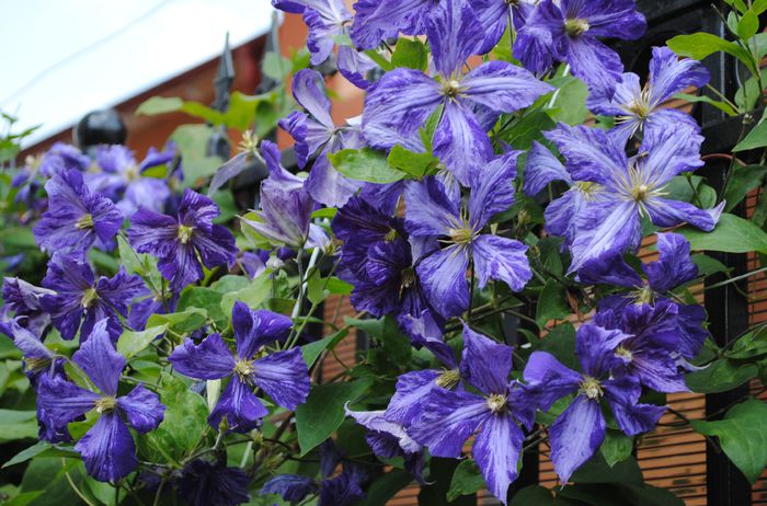 clematis Tie Dye