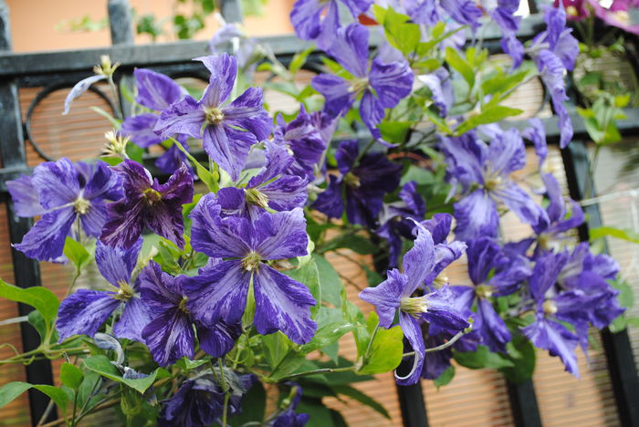 clematis Tie Dye - 2015 clematite
