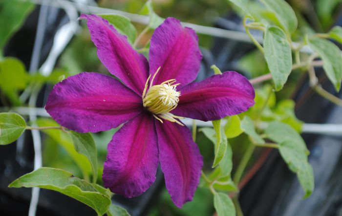 clematis Sunset