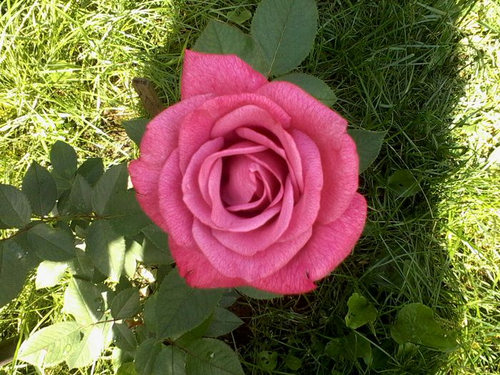 Blue Queen ??in primul an,prima floare