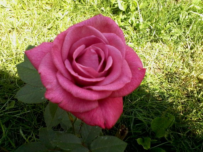 oare el sa fie? Blue Queen?