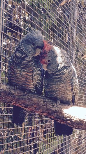 image - Loro Parque