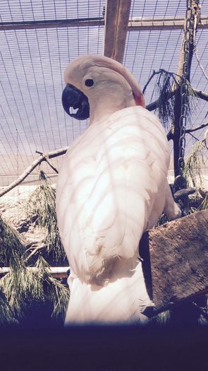 image - Loro Parque