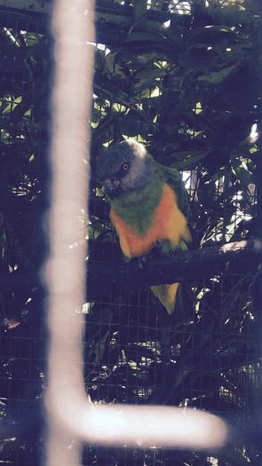 image - Loro Parque