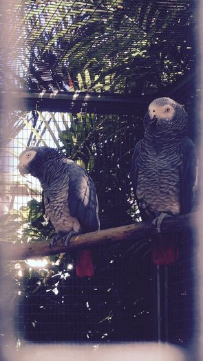 image - Loro Parque