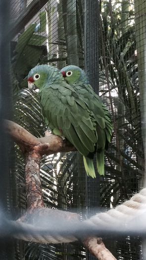 image - Loro Parque