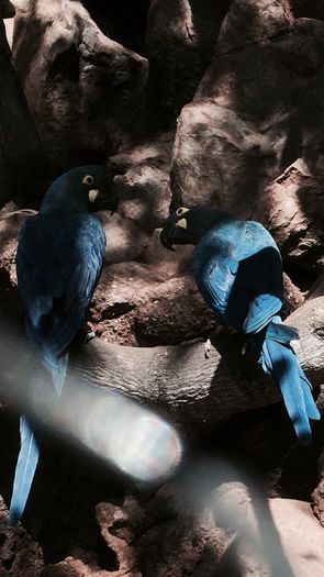 image - Loro Parque