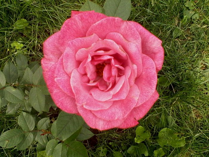 Blue Queen???a doua zi