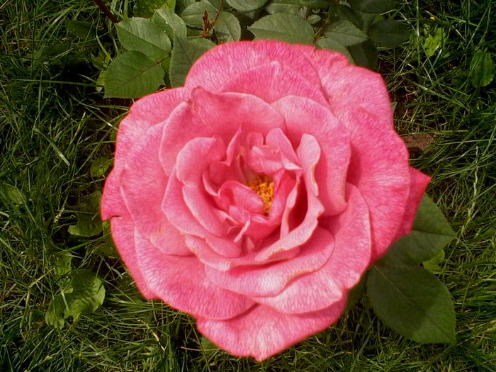 Blue Queen???a doua zi